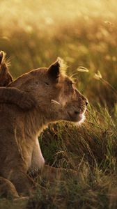 Preview wallpaper lioness, lion, sunset, baby, care, grass, shadow