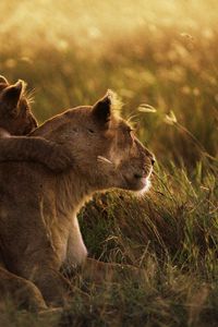 Preview wallpaper lioness, lion, sunset, baby, care, grass, shadow