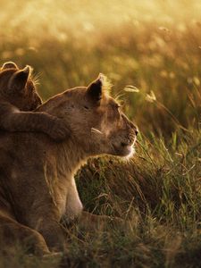 Preview wallpaper lioness, lion, sunset, baby, care, grass, shadow