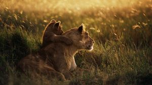 Preview wallpaper lioness, lion, sunset, baby, care, grass, shadow