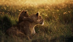 Preview wallpaper lioness, lion, sunset, baby, care, grass, shadow