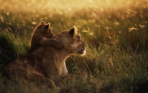 Preview wallpaper lioness, lion, sunset, baby, care, grass, shadow