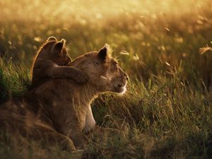 Preview wallpaper lioness, lion, sunset, baby, care, grass, shadow