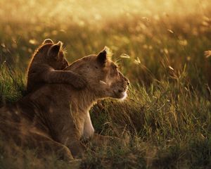 Preview wallpaper lioness, lion, sunset, baby, care, grass, shadow