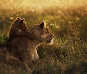 Preview wallpaper lioness, lion, sunset, baby, care, grass, shadow