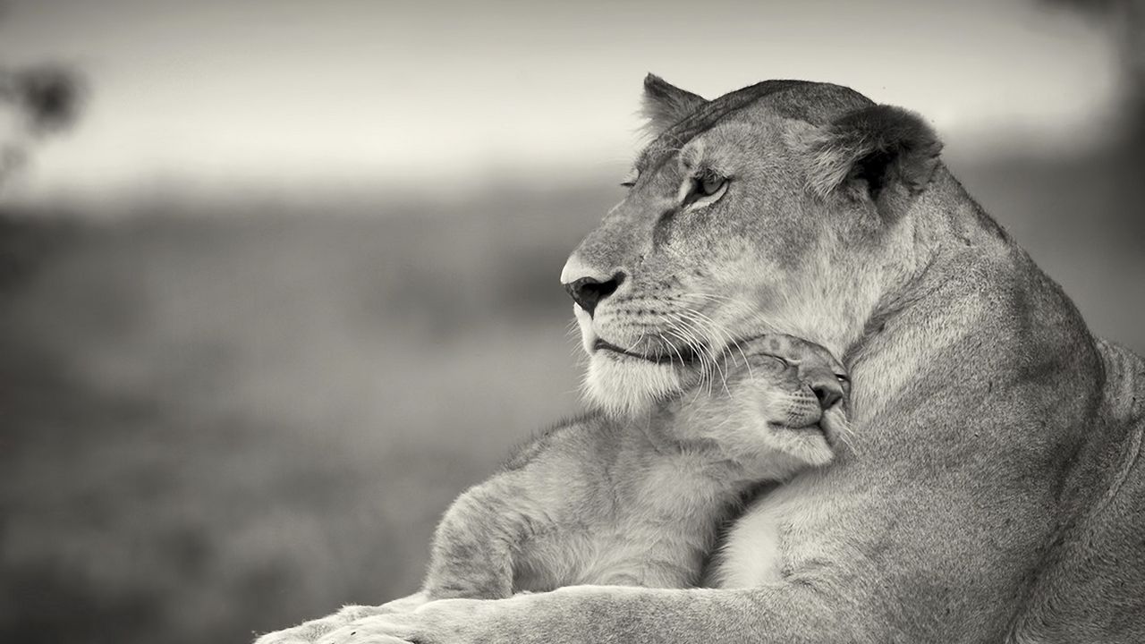 Wallpaper lioness, lion, white, animal, family