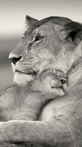 Preview wallpaper lioness, lion, white, animal, family