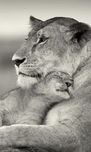 Preview wallpaper lioness, lion, white, animal, family