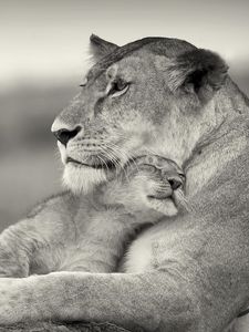 Preview wallpaper lioness, lion, white, animal, family