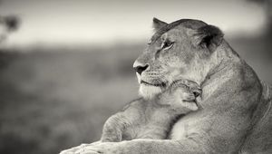 Preview wallpaper lioness, lion, white, animal, family