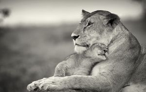 Preview wallpaper lioness, lion, white, animal, family