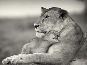 Preview wallpaper lioness, lion, white, animal, family