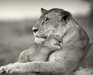 Preview wallpaper lioness, lion, white, animal, family