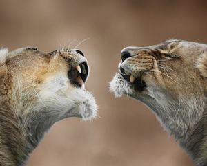 Preview wallpaper lioness, lions, couple, teeth, anger, predator