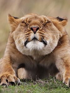 Preview wallpaper lioness, morning, stretches, predator