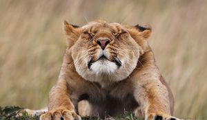 Preview wallpaper lioness, morning, stretches, predator