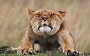 Preview wallpaper lioness, morning, stretches, predator