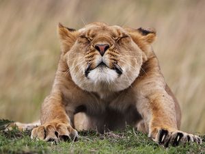 Preview wallpaper lioness, morning, stretches, predator