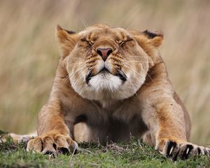 Preview wallpaper lioness, morning, stretches, predator