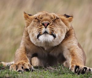 Preview wallpaper lioness, morning, stretches, predator