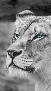 Preview wallpaper lioness, muzzle, eyes, view, wildlife, africa