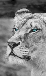 Preview wallpaper lioness, muzzle, eyes, view, wildlife, africa