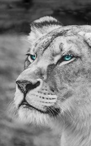 Preview wallpaper lioness, muzzle, eyes, view, wildlife, africa