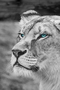 Preview wallpaper lioness, muzzle, eyes, view, wildlife, africa