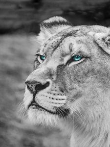 Preview wallpaper lioness, muzzle, eyes, view, wildlife, africa