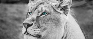 Preview wallpaper lioness, muzzle, eyes, view, wildlife, africa