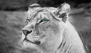 Preview wallpaper lioness, muzzle, eyes, view, wildlife, africa