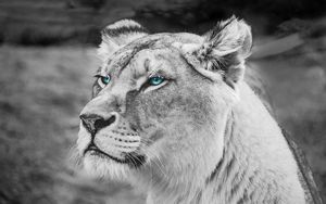 Preview wallpaper lioness, muzzle, eyes, view, wildlife, africa
