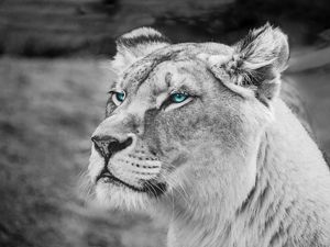 Preview wallpaper lioness, muzzle, eyes, view, wildlife, africa