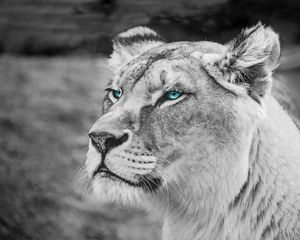 Preview wallpaper lioness, muzzle, eyes, view, wildlife, africa