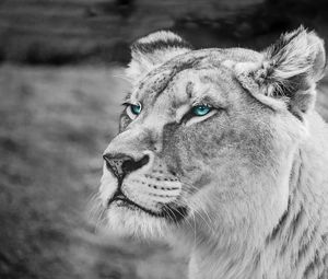 Preview wallpaper lioness, muzzle, eyes, view, wildlife, africa