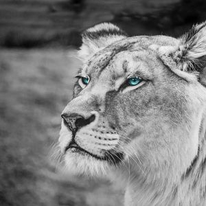 Preview wallpaper lioness, muzzle, eyes, view, wildlife, africa