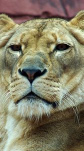 Preview wallpaper lioness, muzzle, predator, look