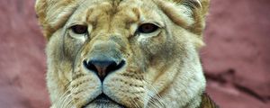 Preview wallpaper lioness, muzzle, predator, look