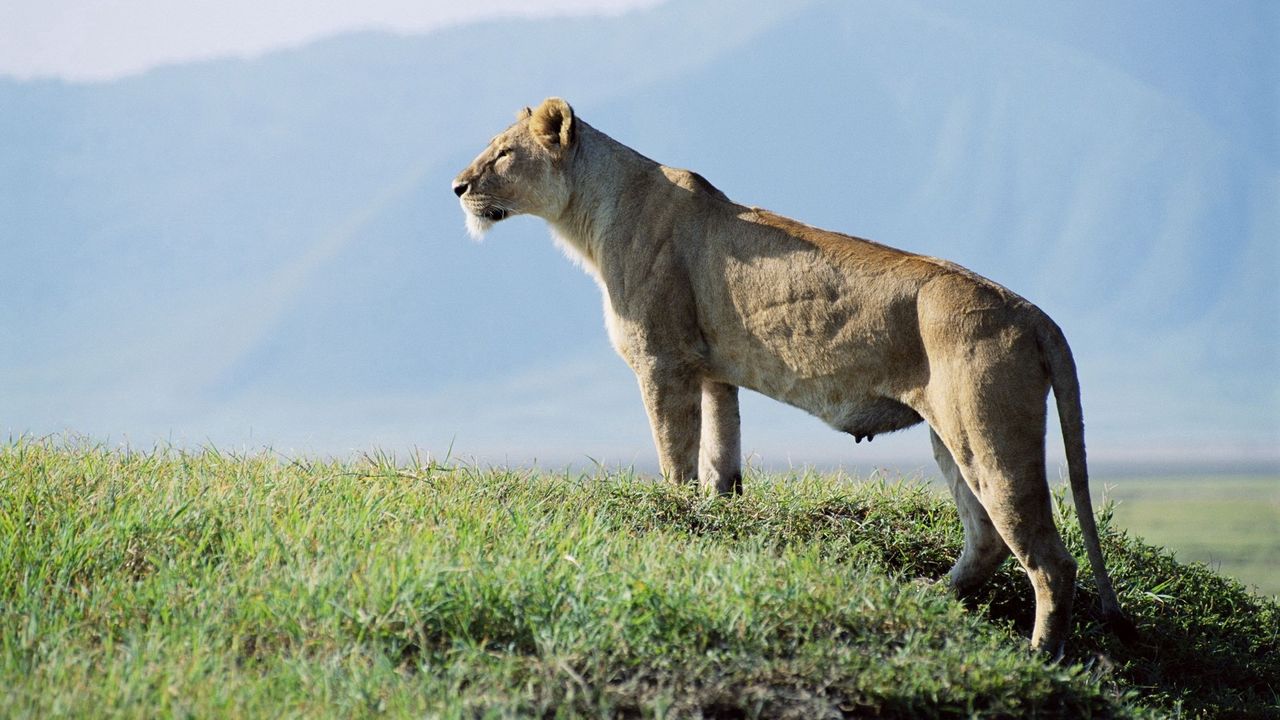 Wallpaper lioness, observation, grass, sky