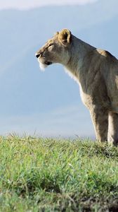 Preview wallpaper lioness, observation, grass, sky