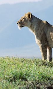 Preview wallpaper lioness, observation, grass, sky