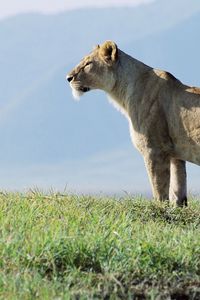 Preview wallpaper lioness, observation, grass, sky