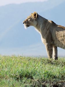 Preview wallpaper lioness, observation, grass, sky