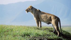 Preview wallpaper lioness, observation, grass, sky