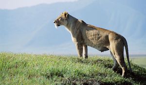 Preview wallpaper lioness, observation, grass, sky