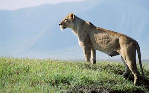 Preview wallpaper lioness, observation, grass, sky