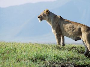 Preview wallpaper lioness, observation, grass, sky