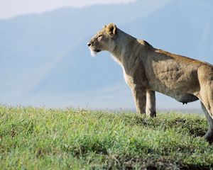 Preview wallpaper lioness, observation, grass, sky