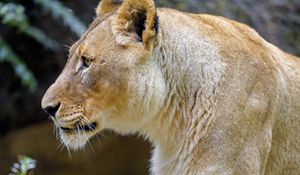 Preview wallpaper lioness, paw, predator, big cat