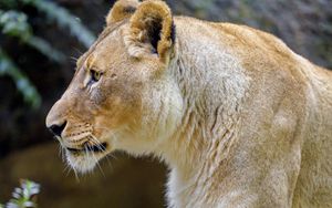 Preview wallpaper lioness, paw, predator, big cat